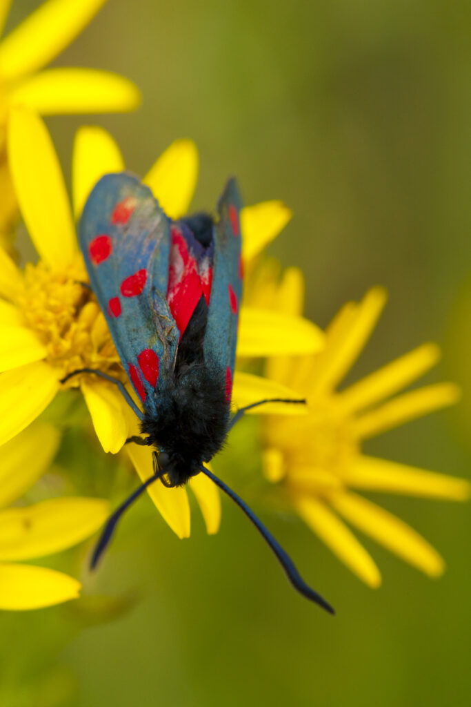 England, Tyne and Wear, Whitley Bay. Six-Spot Burnet Moth (Zygaena filipendulae) on a wild flower growing near the St Mary's Island local nature reserve.