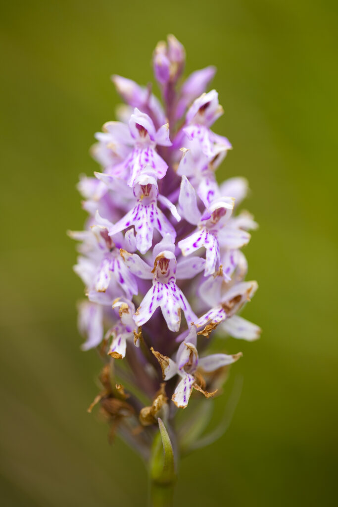 England, Tyne and Wear, Whitley Bay. Common Spotted Orchid (Dactylorhiza fuchsii) growing near the St Mary's Island local nature reserve.
