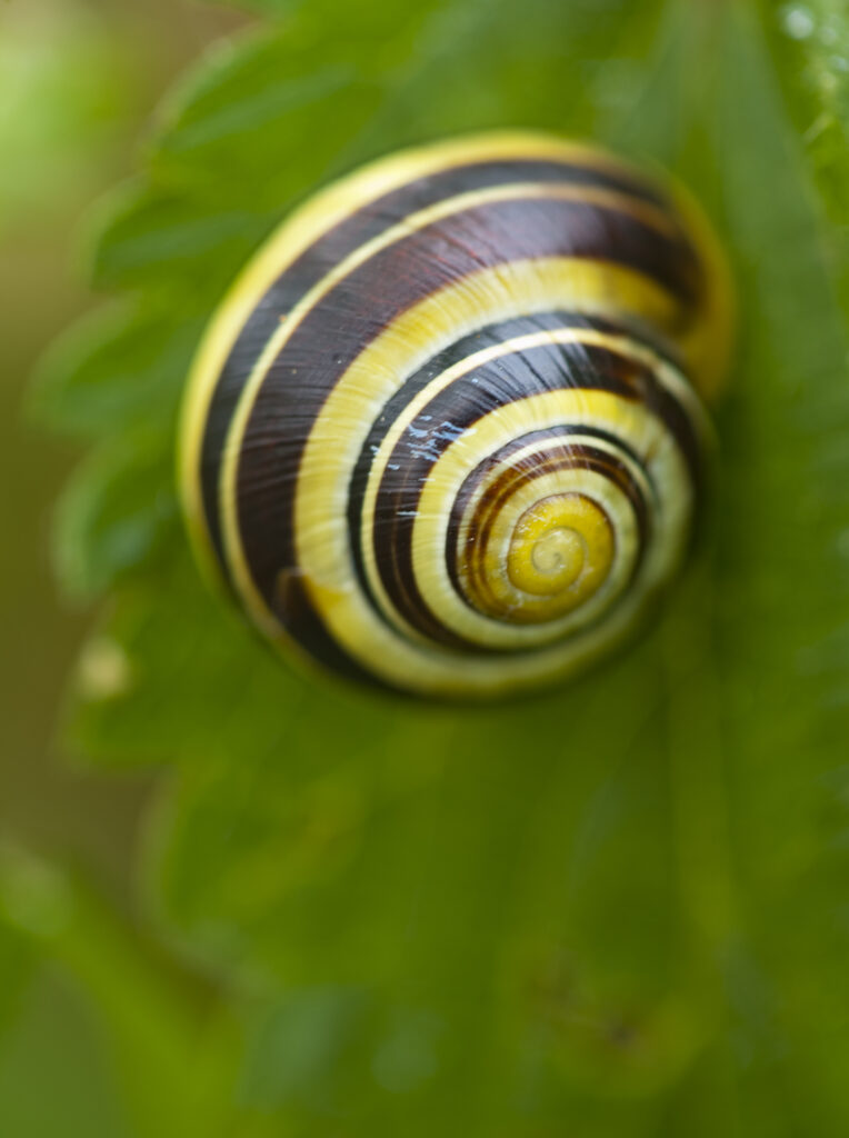 England, Tyne and Wear, Whitley Bay. Brown lipped snail (Cepaea nemoralis) feeding on a plant growing near the St Mary's Island local nature reserve.