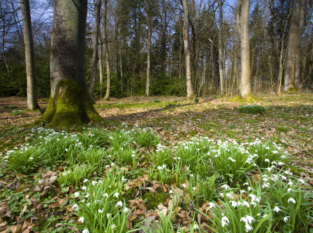 England, Northumberland, Wallington Hall & Gardens. Snowdrops flowering in woodland which is part of the Wallington Estate (National Trust).