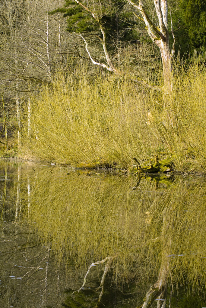 England, Northumberland, Wallington Hall & Gardens. Trees and reed reflected in a lake forming part of the Wallington Estate (National Trust).
