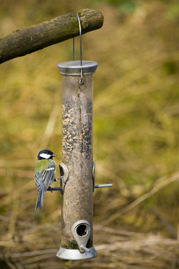 England, Northumberland, Bird Feeder. Great Tit feeding on a bird feeder located in Northumberland.