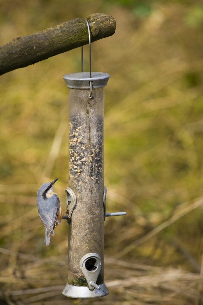 England, Northumberland, Bird Feeder. Nuthatch feeding on a bird feeder located in Northumberland.