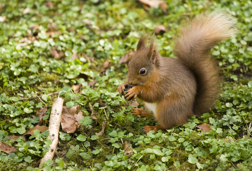 England, Northumberland, Wallington Estate. Endangered Red Squirrel eating a nut, in a small patch of Northumberland woodland.