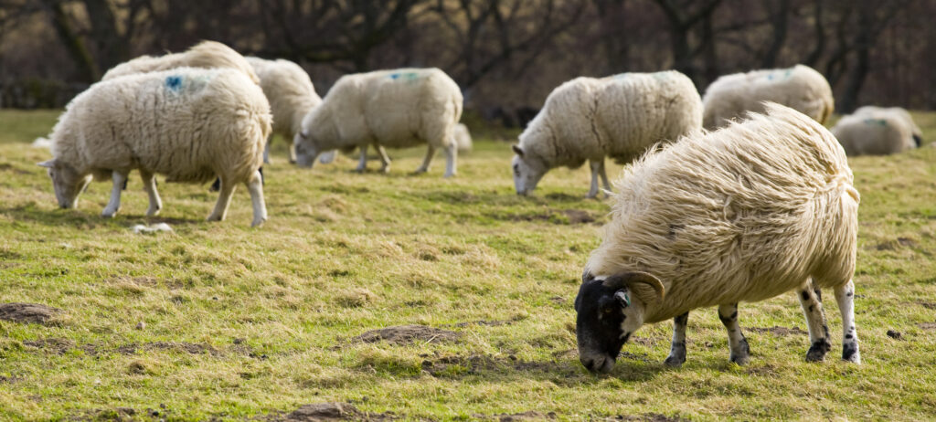 England, Northumberland, Northumberland National Park. Sheep grazing in a field in the Breamish Valley near Ingram.