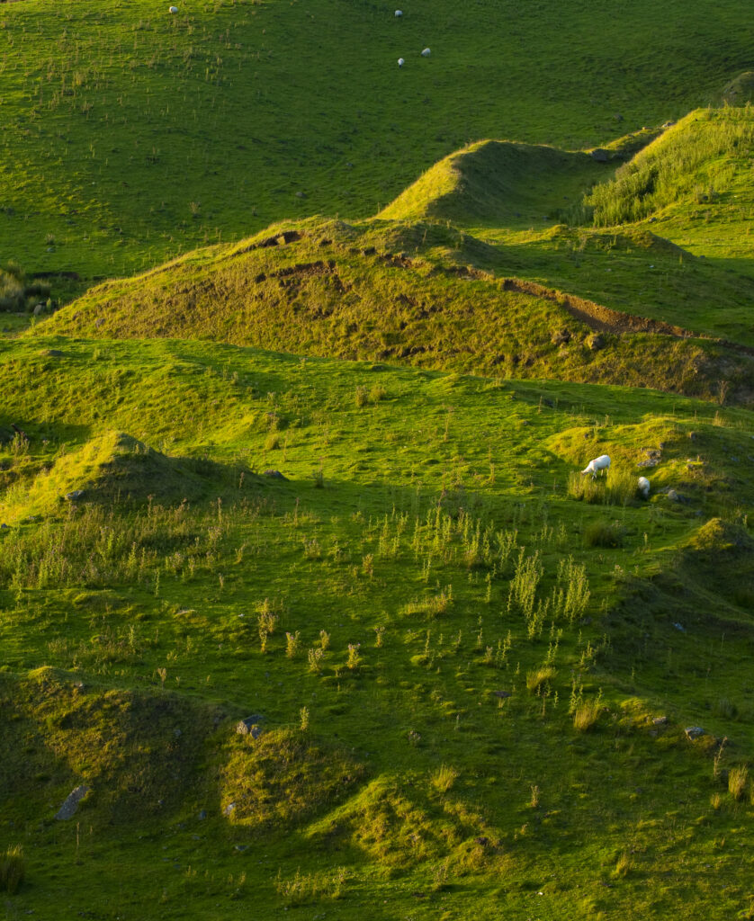 England, Northumberland, Walltown. Undulating farmland and grazing sheep viewed from the Walltown Craggs.