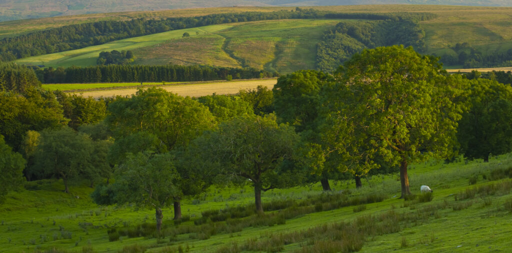England, Northumberland, Hadrian's Wall. Deciduous trees and farmland near Hadrians Wall and the Walltown Craggs.