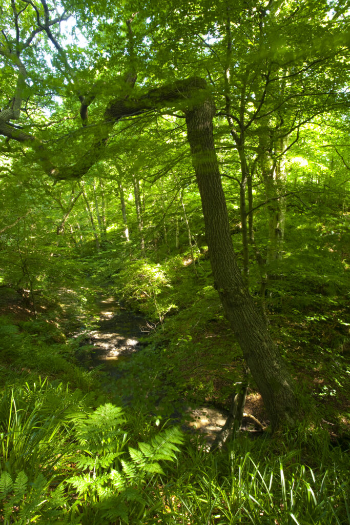 England, Northumberland, Plessey Woods Country Park. Summer foliage belonging to woodland in the Plessey Woods Country Park.