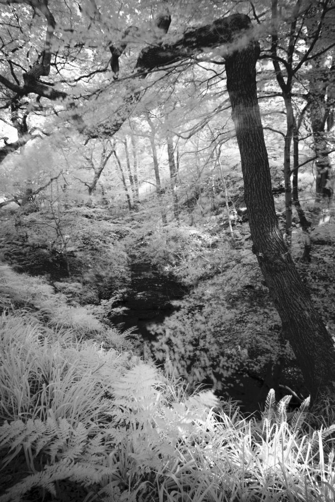 England, Northumberland, Plessey Woods Country Park. Black & White, infrared photograph of woodland in the Plessey Woods Country Park.