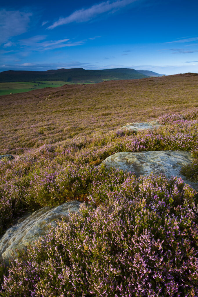 England, Northumberland, Rothbury. Flowering heather on the open moorland known as the Rothbury Terraces, looking towards Simonside.