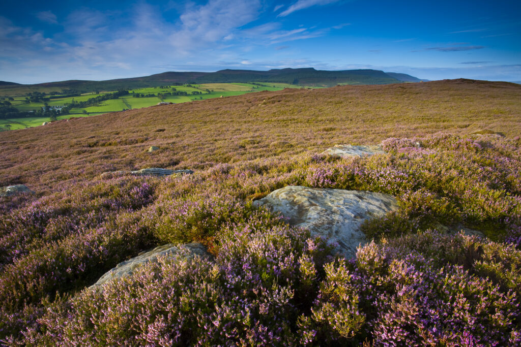 England, Northumberland, Rothbury. Flowering heather on the open moorland known as the Rothbury Terraces, looking towards Simonside.