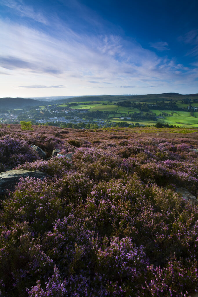 England, Northumberland, Rothbury. Flowering heather on the open moorland known as the Rothbury Terraces, looking towards Rothbury Village.