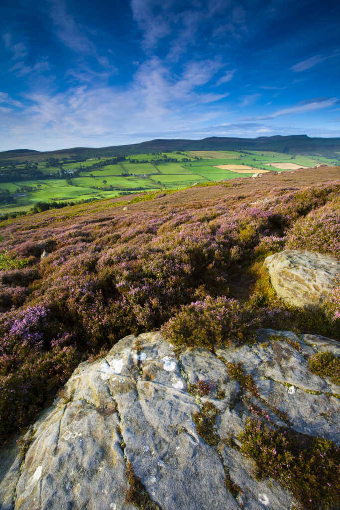 England, Northumberland, Rothbury. Flowering heather on the open moorland known as the Rothbury Terraces, looking towards Simonside.