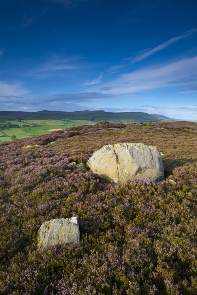 England, Northumberland, Rothbury. Flowering heather on the open moorland known as the Rothbury Terraces, looking towards Simonside.