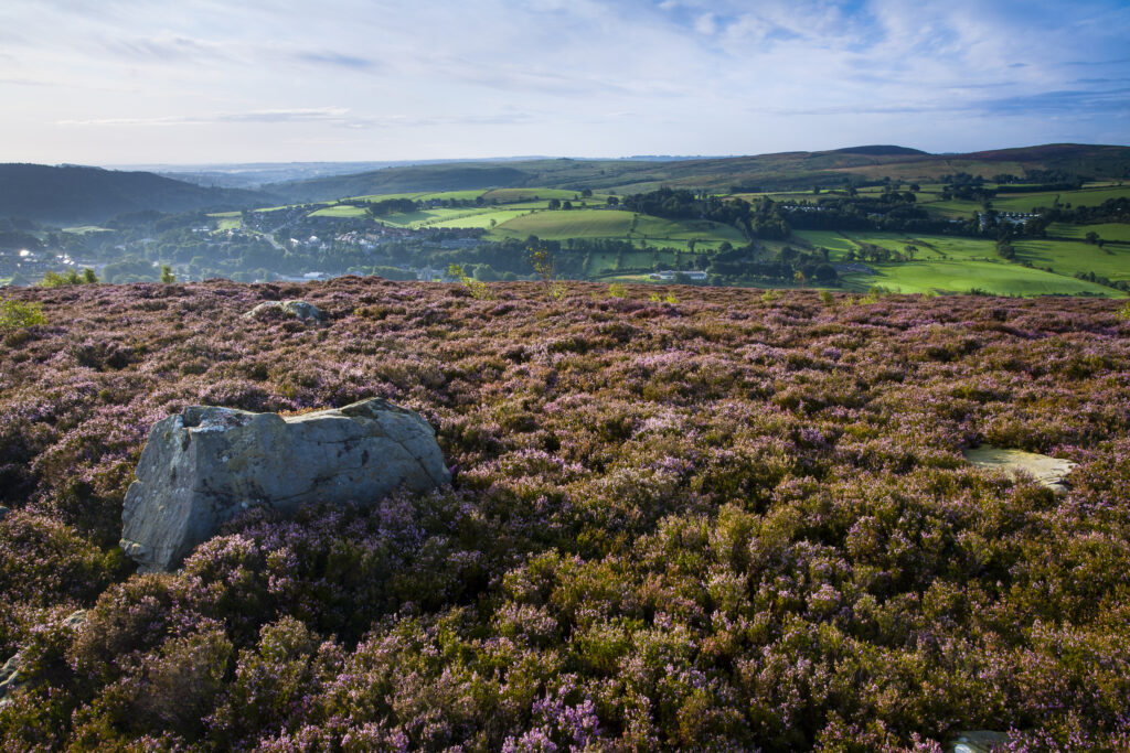 England, Northumberland, Rothbury. Flowering heather on the open moorland known as the Rothbury Terraces, looking towards Simonside.
