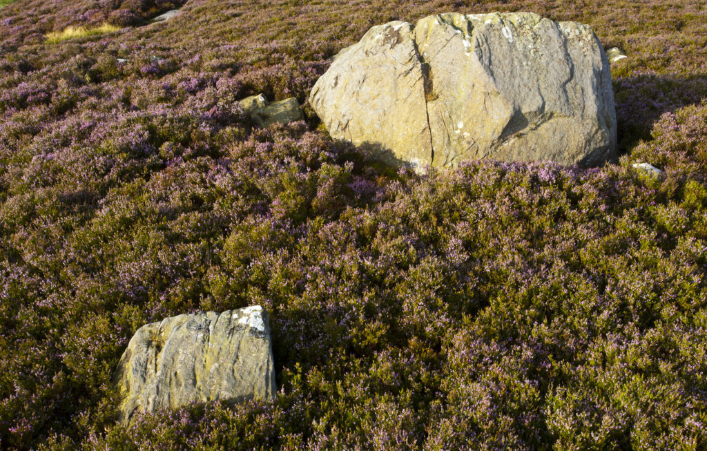 England, Northumberland, Rothbury. Flowering heather on the open moorland known as the Rothbury Terraces, looking towards Simonside.
