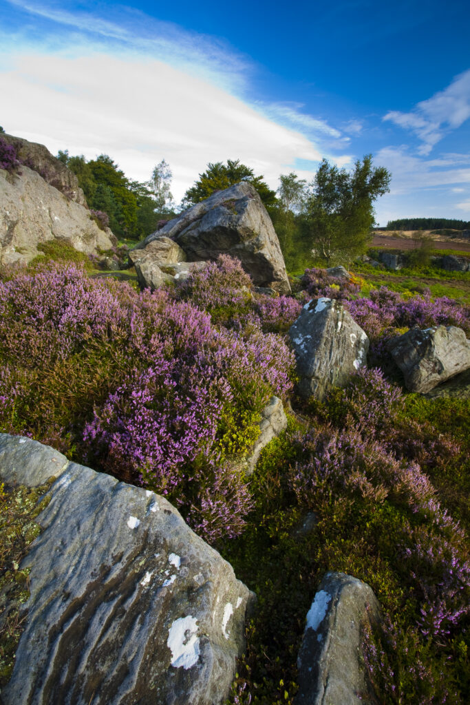 England, Northumberland, Rothbury. Flowering heather amongst a rocky outcrop on the open moorland known as the Rothbury Terraces.