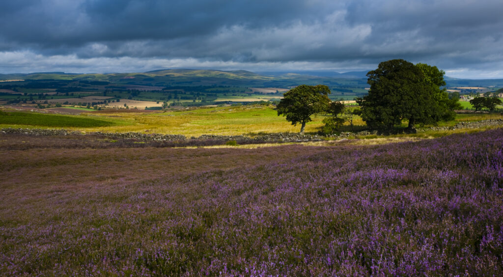 England, Northumberland, Rothbury. Flowering heather on the open moorland known as the Rothbury Terraces, looking towards The Cheviots.