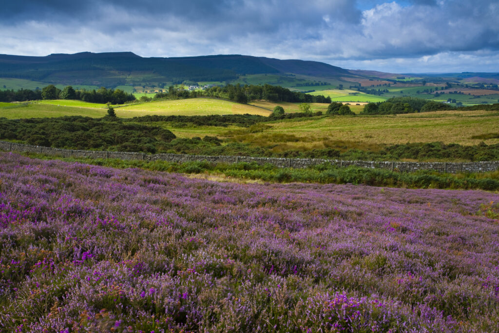 England, Northumberland, Rothbury. Flowering heather on the open moorland known as the Rothbury Terraces, looking towards Simonside.
