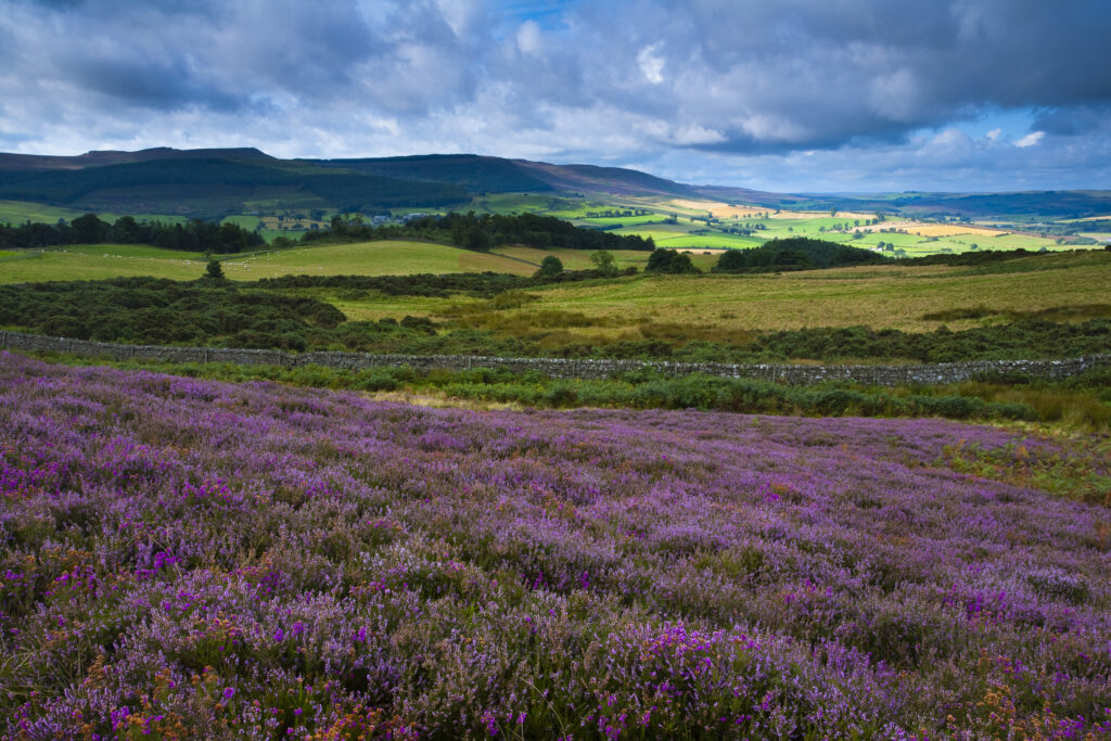 England, Northumberland, Rothbury. Flowering heather on the open moorland known as the Rothbury Terraces, looking towards Simonside.