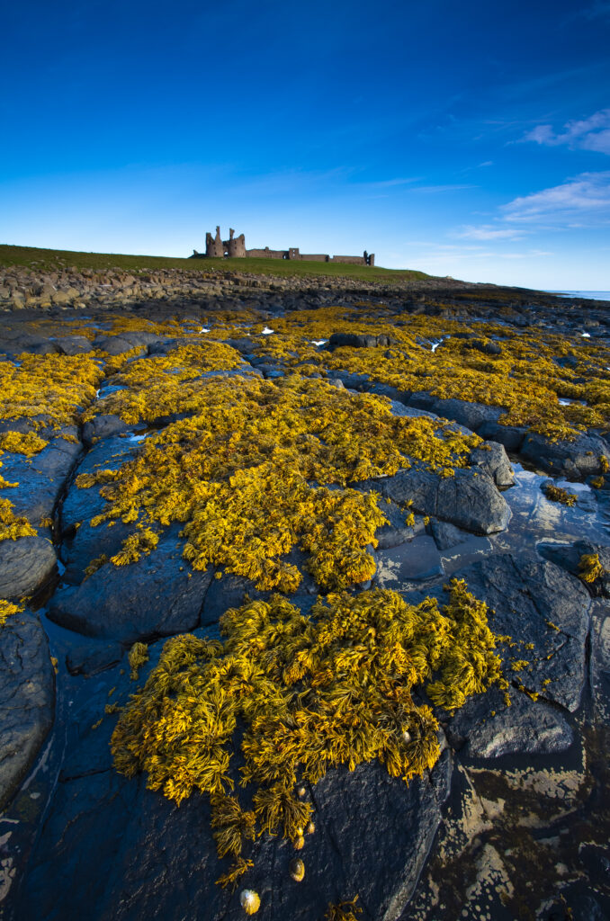 England, Northumberland, Dunstanburgh Castle. Dunstanburgh Castle and surrounding coastline at low tide, viewed from Cushat Stiel.