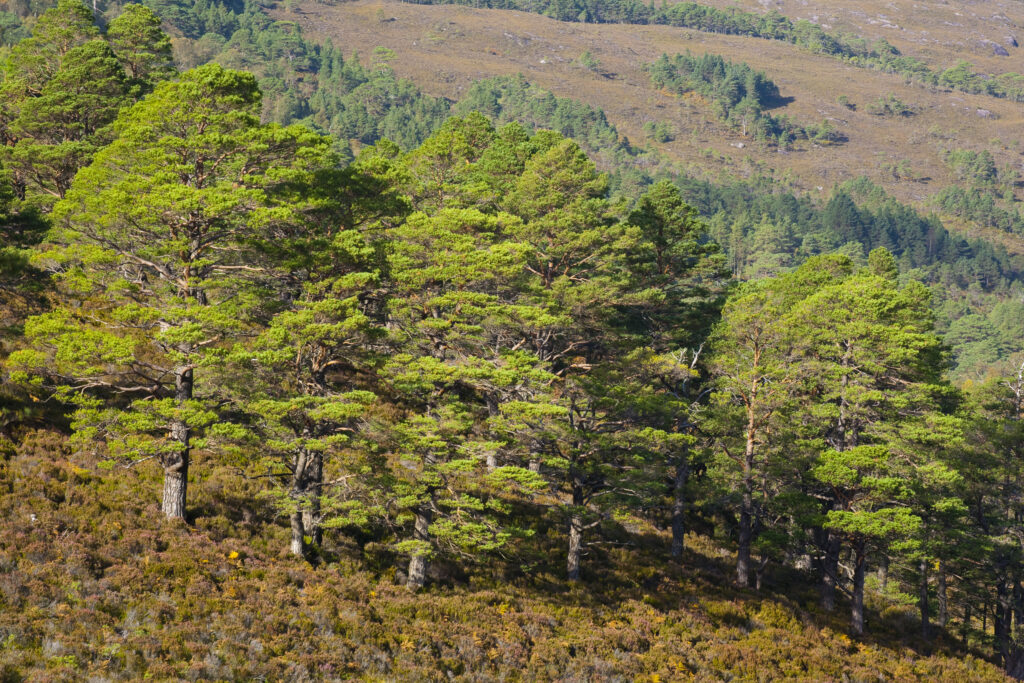 Scotland, Scottish Highlands, Beinn Eighe NNR. Scotch Pines, remnants of the great Caledonian forest which once covered the Scottish highlands from coast to coast.