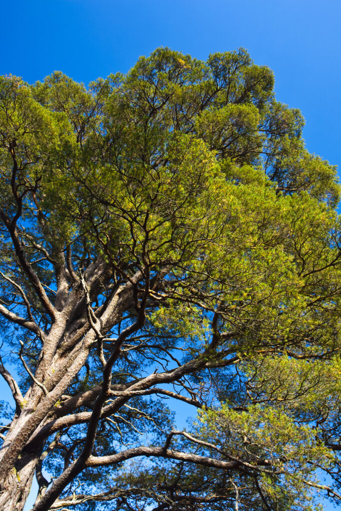 Scotland, Scottish Highlands, Beinn Eighe NNR. Scotch Pine, remnants of the great Caledonian forest which once covered the Scottish highlands from coast to coast.