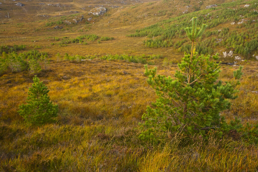 Scotland, Scottish Highlands, Bad na Sgalag Pinewood. Young trees planted as part of the Scotland, Scottish Highlands, Bad na Sgalag native pinewood regeneration project near Gairloch.