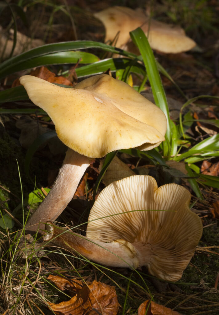 England, Northumberland, Allen Banks & Staward Gorge. Autumn shot of un-identified fungi / mushroom / toad stool.