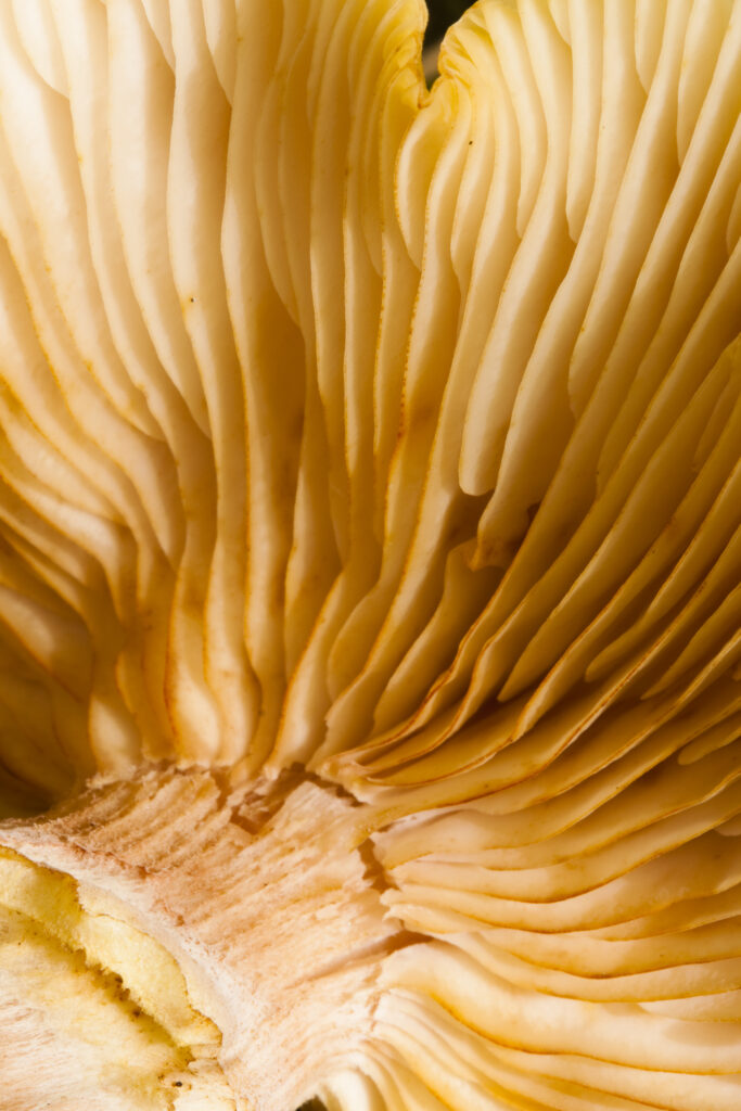 England, Northumberland, Allen Banks & Staward Gorge. Autumn shot of un-identified fungi / mushroom / toad stool.