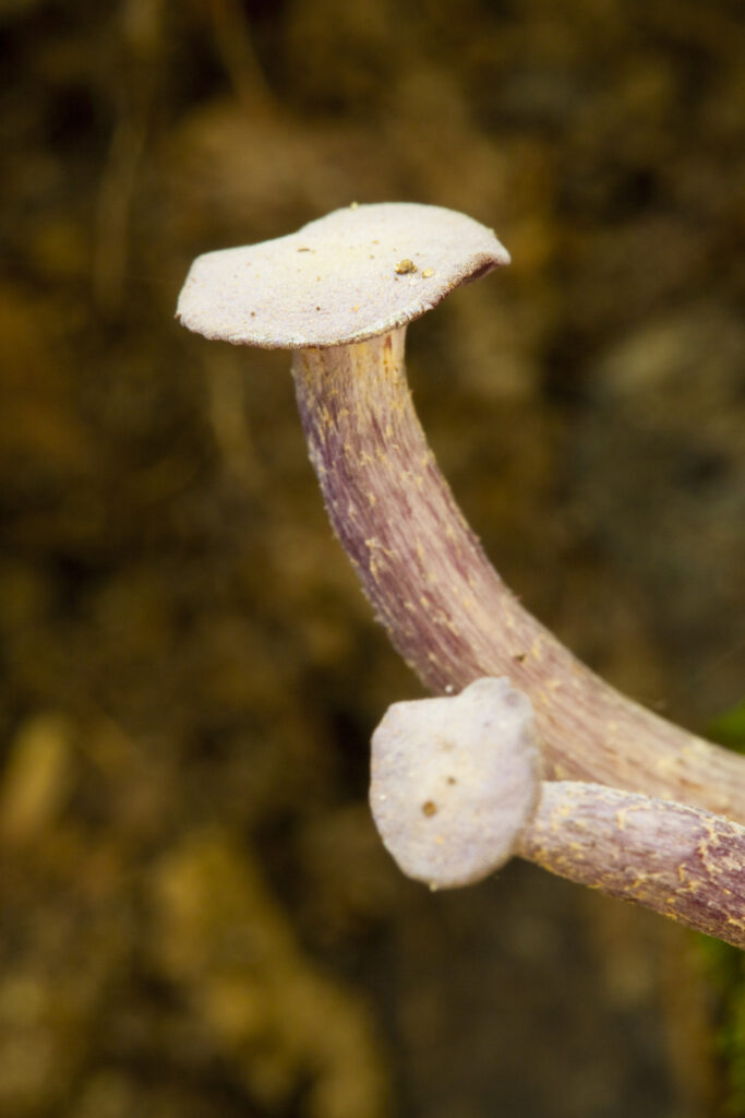 England, Northumberland, Allen Banks & Staward Gorge. Autumn shot of un-identified fungi / mushroom / toad stool.