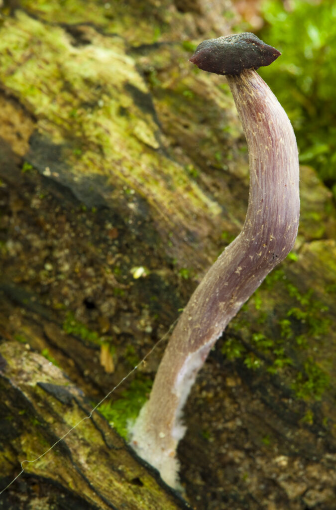 England, Northumberland, Allen Banks & Staward Gorge. Autumn shot of un-identified fungi / mushroom / toad stool.