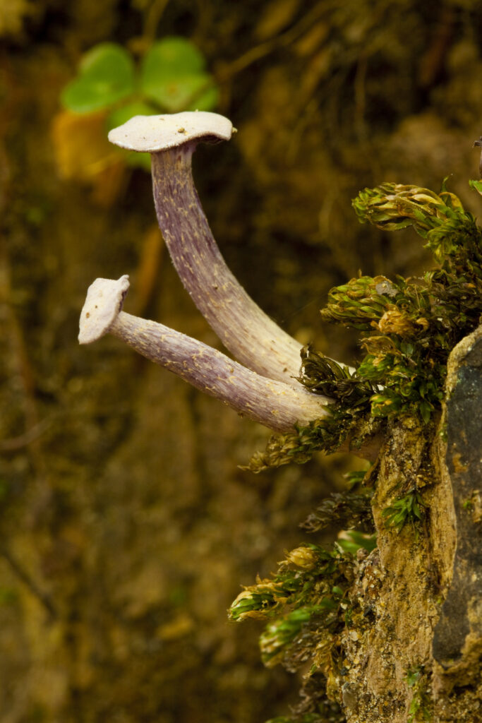 England, Northumberland, Allen Banks & Staward Gorge. Autumn shot of un-identified fungi / mushroom / toad stool.