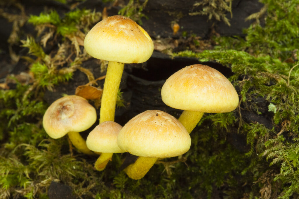 England, Northumberland, Allen Banks & Staward Gorge. Autumn shot of un-identified fungi / mushroom / toad stool.