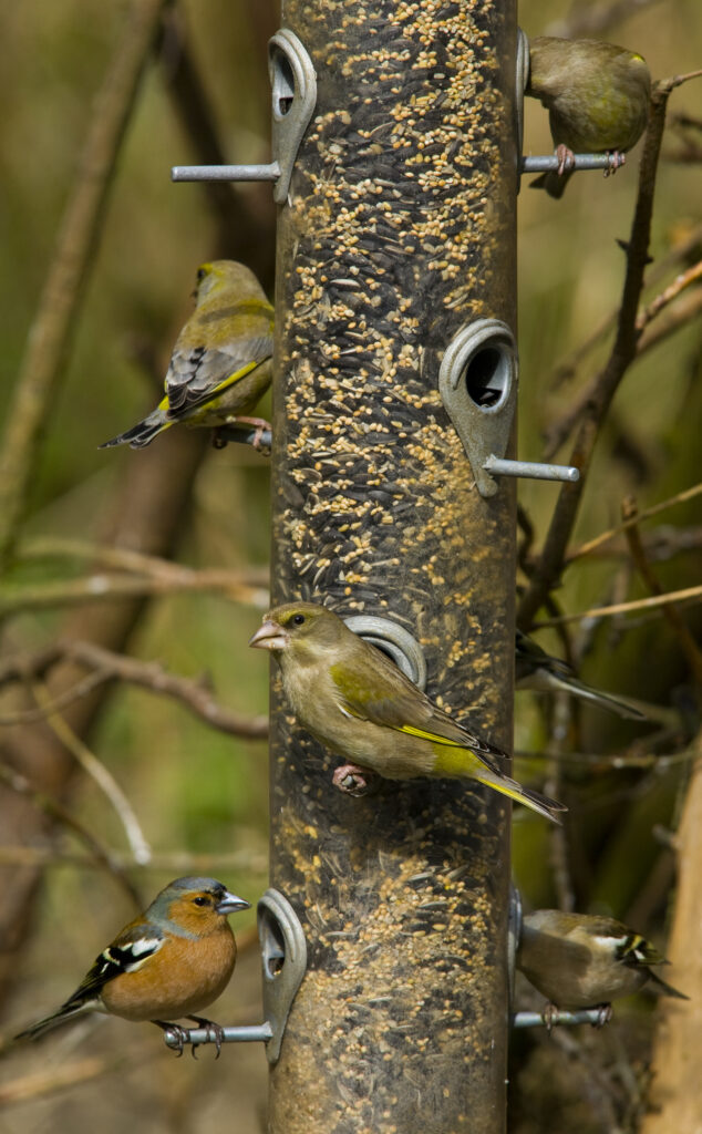 England, Northumberland, Bird Feeder. Greenfinch and Chaffinch feeding on a bird feeder located in Northumberland.