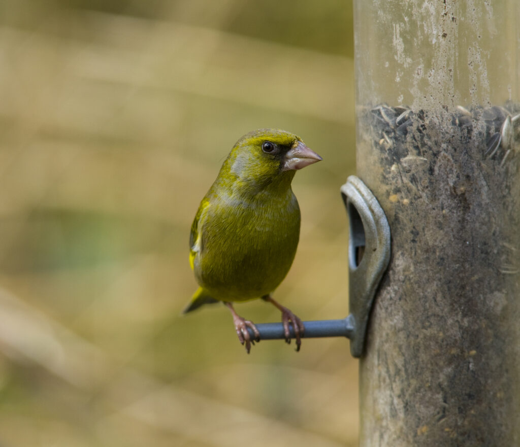 England, Northumberland, Bird Feeder. Greenfinch feeding on a bird feeder located in Northumberland.