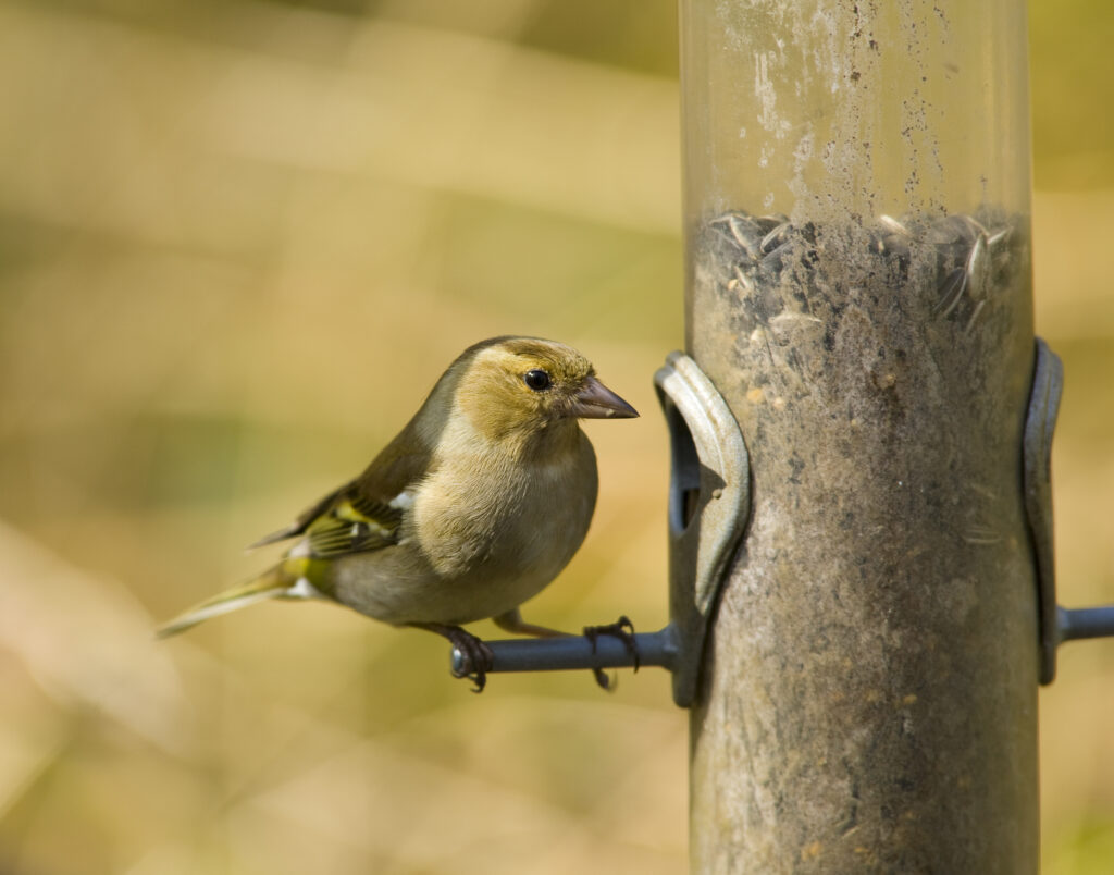 England, Northumberland, Bird Feeder. Greenfinch feeding on a bird feeder located in Northumberland.