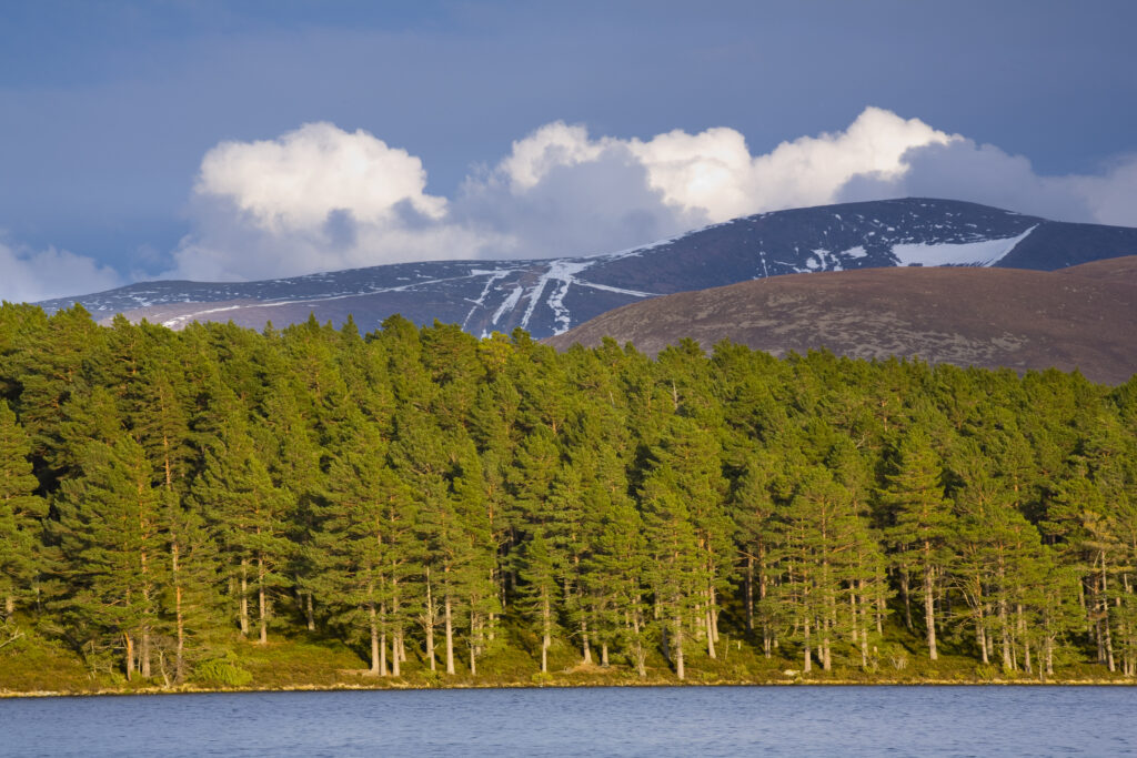 Scotland, Scottish Highlands, Cairngorms National Park. Caledonian Forest fringing Loch an Eilein, overlooked by the Cairn Gorm mountain range.