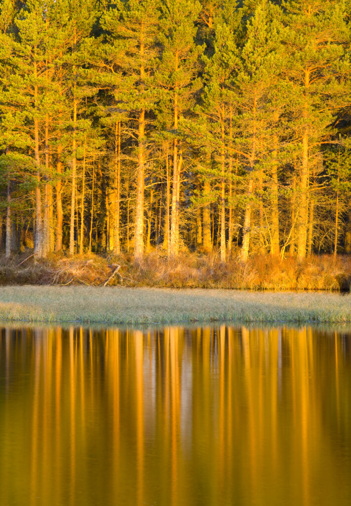 Scotland, Scottish Highlands, Cairngorms National Park. Woodland reflected on the still waters of Loch Milton near Boat of Garten.
