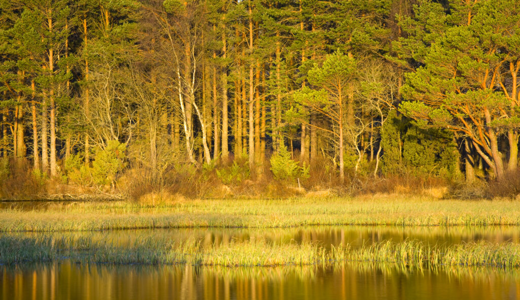 Scotland, Scottish Highlands, Cairngorms National Park. Woodland reflected on the still waters of Loch Milton near Boat of Garten.