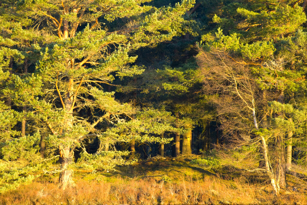 Scotland, Scottish Highlands, Cairngorms National Park. Woodland on the banks of Loch Milton near Boat of Garten.