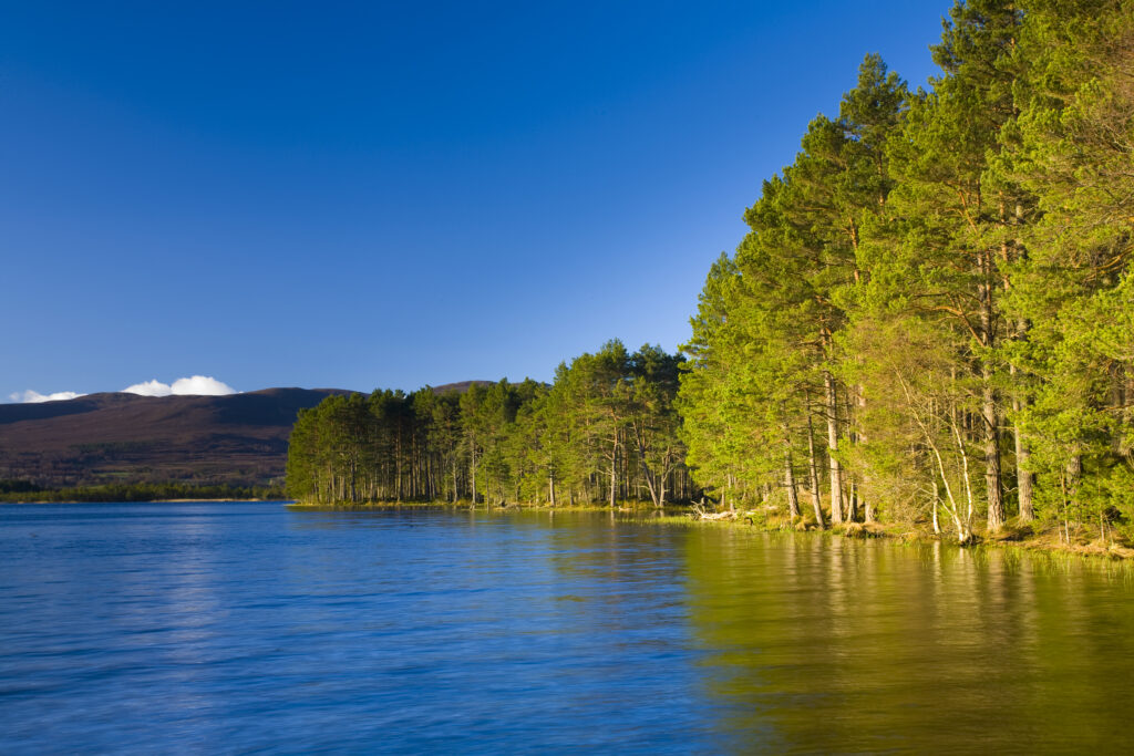 Scotland, Scottish Highlands, Cairngorms National Park. Loch Garten fringed by the Abernethy Forest.
