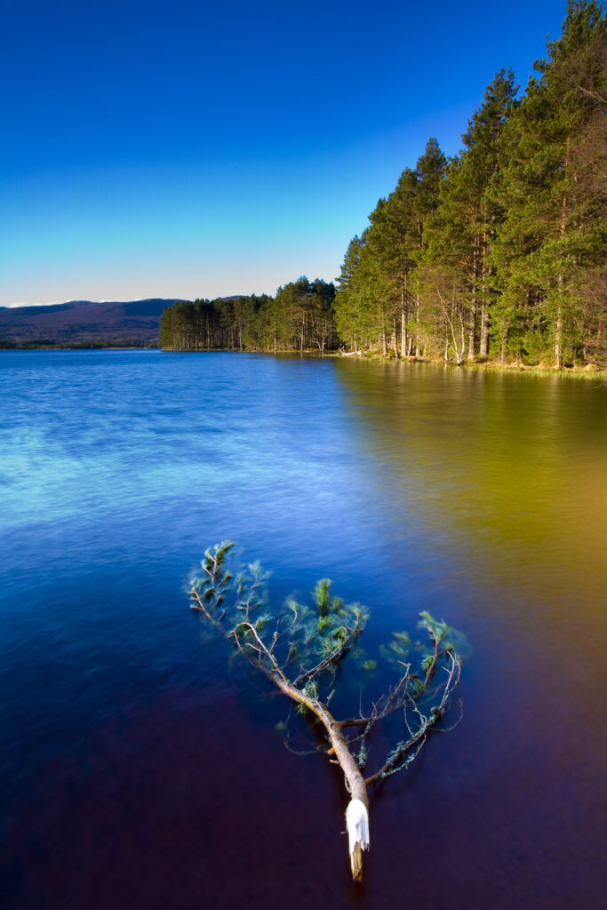 Scotland, Scottish Highlands, Cairngorms National Park. Loch Garten fringed by the Abernethy Forest.