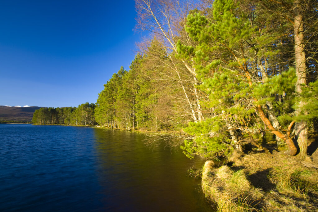 Scotland, Scottish Highlands, Cairngorms National Park. Loch Garten fringed by the Abernethy Forest.