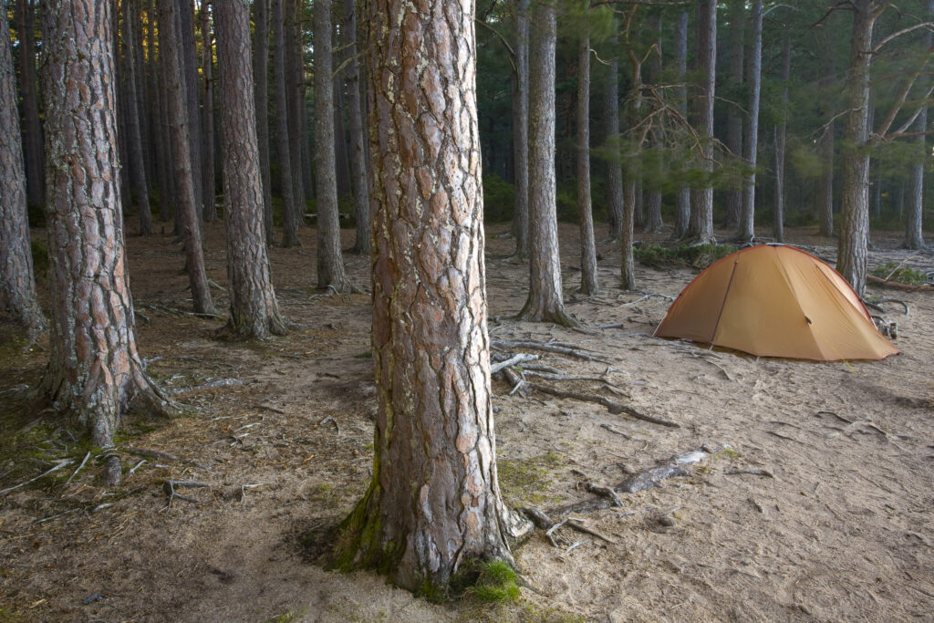 Scotland, Scottish Highlands, Cairngorms National Park. Wild camping in the Abernethy Forest on the shores of Loch Garten.