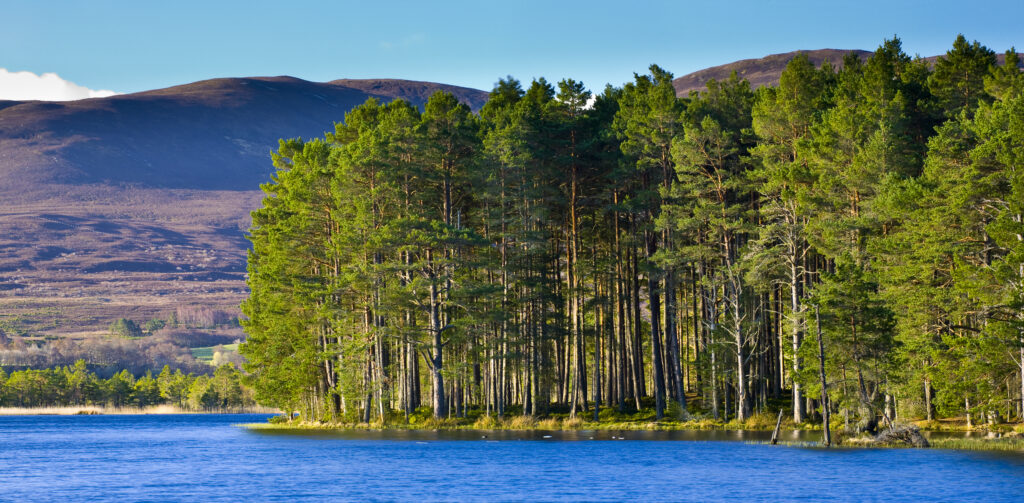 Scotland, Scottish Highlands, Cairngorms National Park. Loch Garten fringed by the Abernethy Forest.