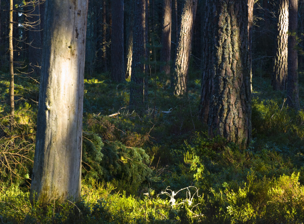 Scotland, Scottish Highlands, Cairngorms National Park. Abernethy Forest, a RSBP reserve in the Scottish Highlands.