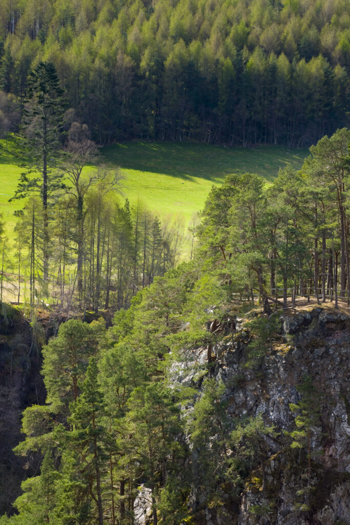 Scotland, Scottish Highlands, Glen Albyn. Woodland near the Falls of Foyers, upon the banks of Loch Ness located in Glen Albyn.