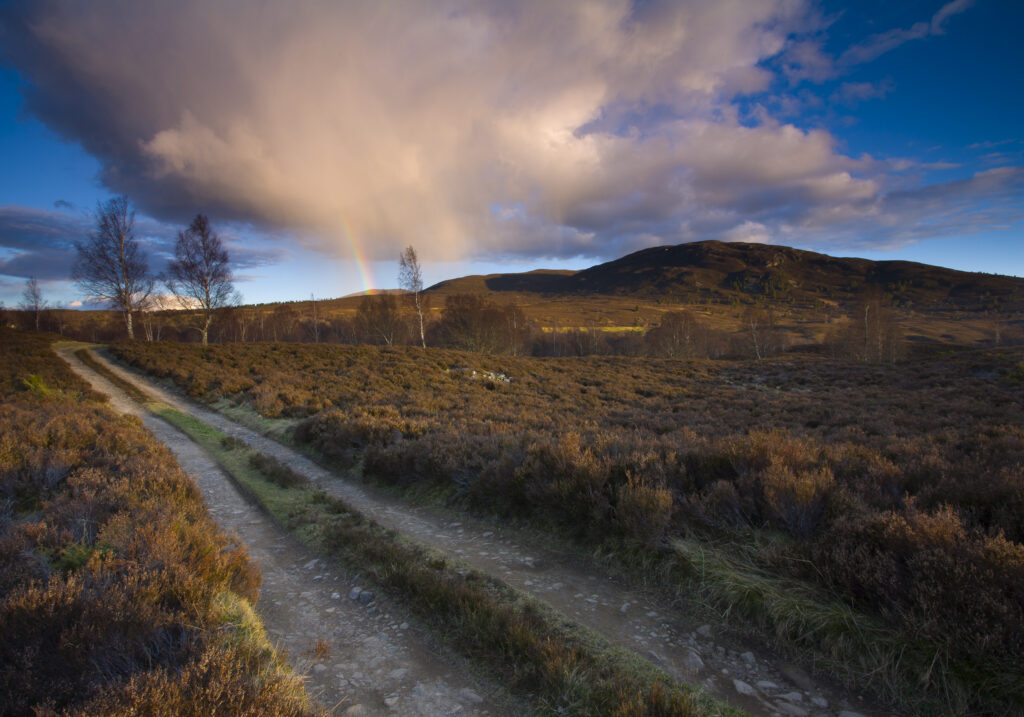 Scotland, Scottish Highlands, Cairngorms National Park. Vehicle track running through open moorland near the Abernethy Forest.