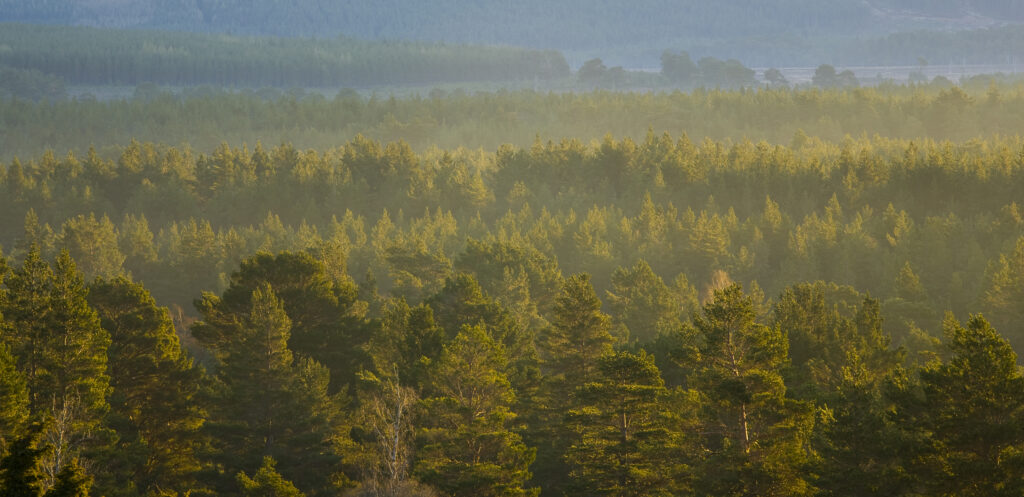 Scotland, Scottish Highlands, Cairngorms National Park. Mist rising at dawn over the Caledonian Forest of the Rothiemurchus estate, in the Cairngorms National Park.